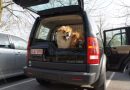 7 conseils pour bien voyager en voiture avec  son chien